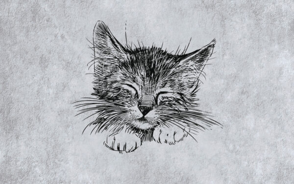 Dessin d'un chat Dessin d'un chat