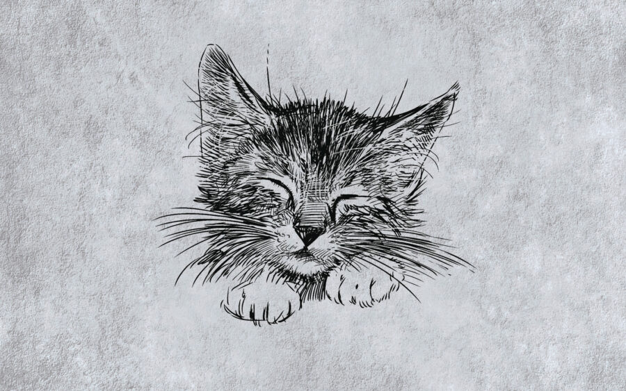 Dessin d'un chat Dessin d'un chat