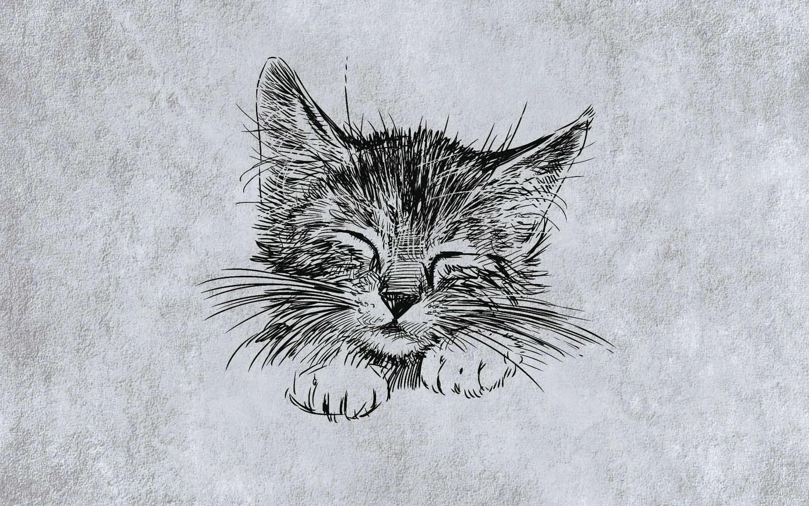 Drawing of a cat Drawing of a cat