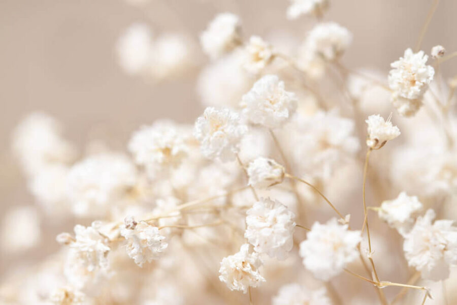 Fleurs délicates dans une mise au point douce