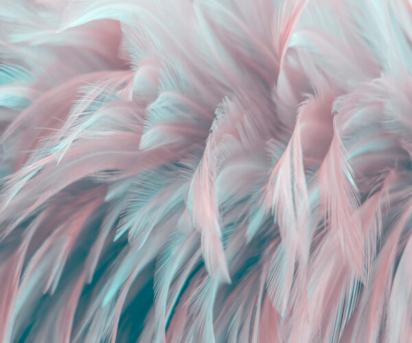 Plumes délicates aux couleurs douces. Plumes délicates aux couleurs douces.