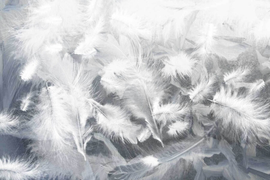 Plumes blanches sur une fenêtre