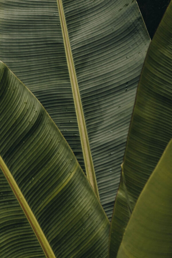 Feuilles vertes luxuriantes avec motifs texturés Feuilles vertes luxuriantes avec motifs texturés