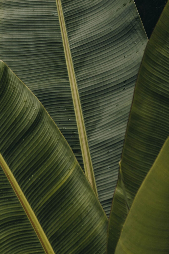 Feuilles vertes luxuriantes avec motifs texturés Feuilles vertes luxuriantes avec motifs texturés