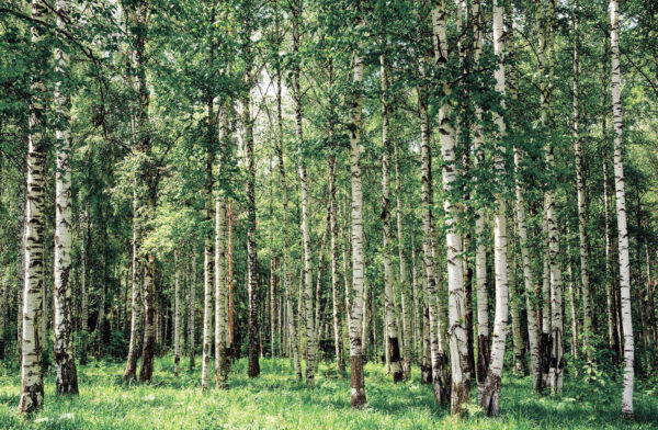 Groupe d'arbres dans une forêt Groupe d'arbres dans une forêt