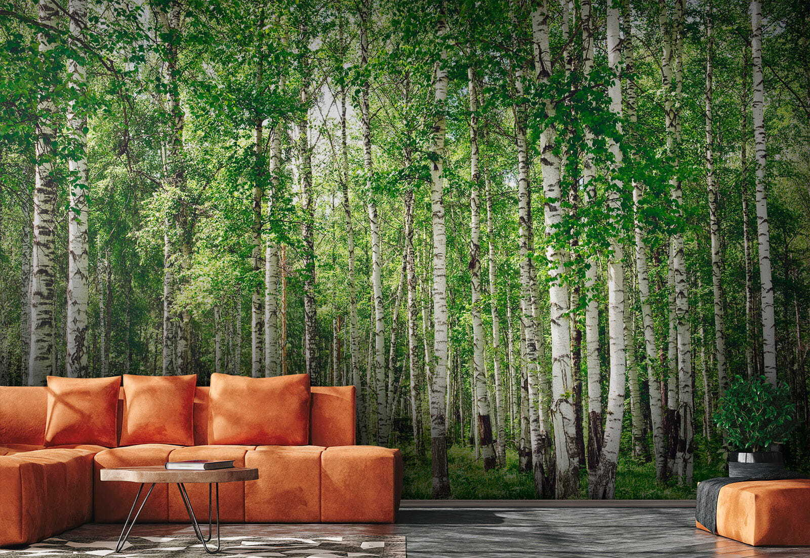 Group of trees in a forest Group of trees in a forest