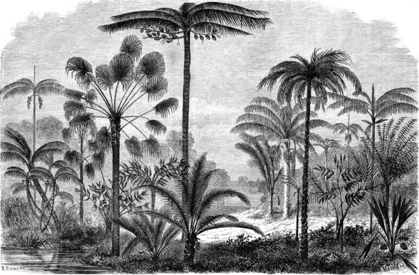 Dessin en noir et blanc de palmiers Dessin en noir et blanc de palmiers