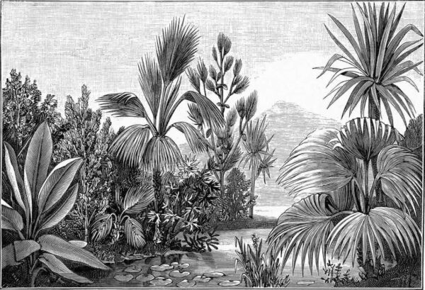 Dessin en noir et blanc d'une forêt tropicale Dessin en noir et blanc d'une forêt tropicale