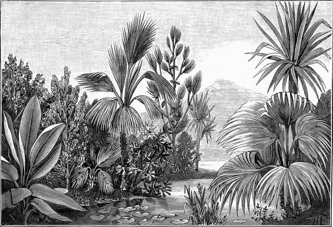 Dessin en noir et blanc d'une forêt tropicale u52597p - Dessin en noir et blanc d'une forêt tropicale - tegory
