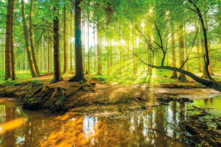 Ruisseau dans une forêt