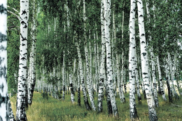 Groupe d'arbres à l'écorce blanche Groupe d'arbres à l'écorce blanche