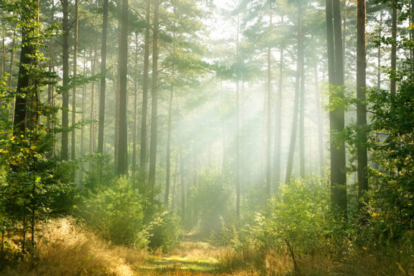 Chemin dans une forêt avec des arbres et des buissons Chemin dans une forêt avec des arbres et des buissons