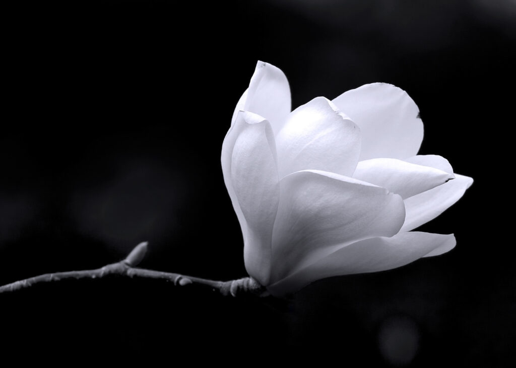 Fleur blanche sur une branche Fleur blanche sur une branche