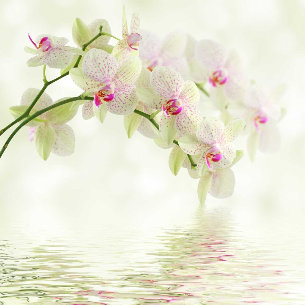 Orchidées délicates sur un fond d'eau douce. Orchidées délicates sur un fond d'eau douce.