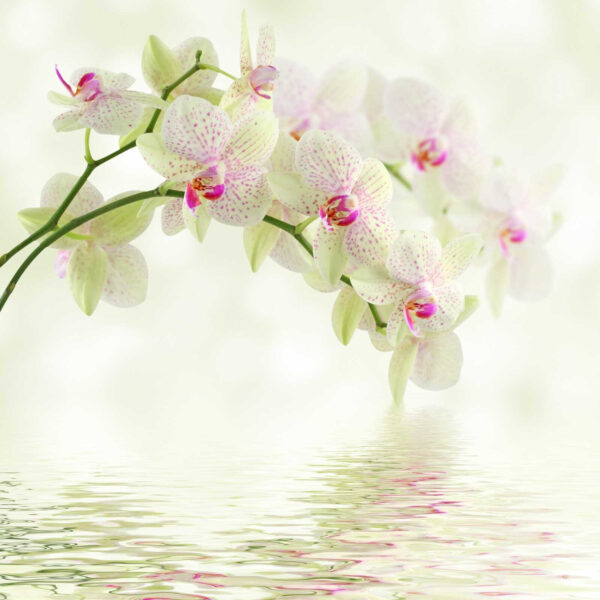 Orchidées délicates sur un fond d'eau douce. Orchidées délicates sur un fond d'eau douce.