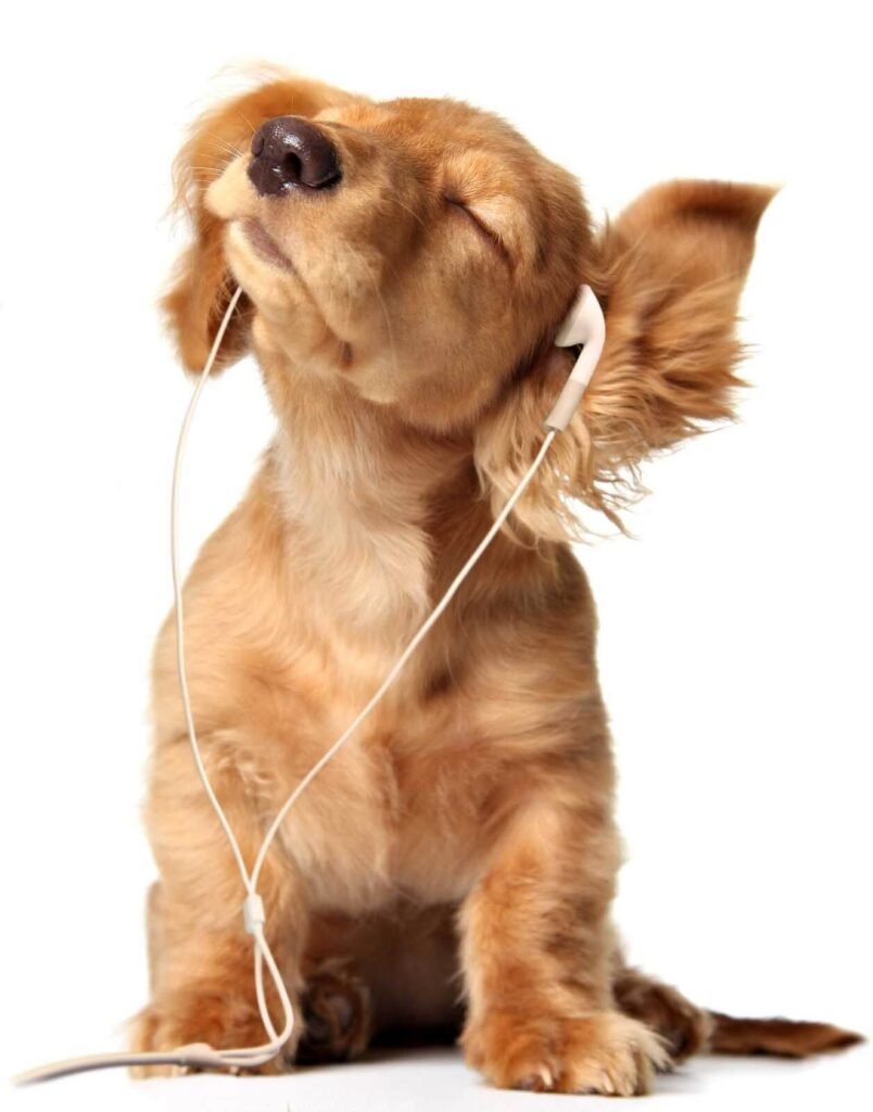 Chien avec écouteurs Chien avec écouteurs
