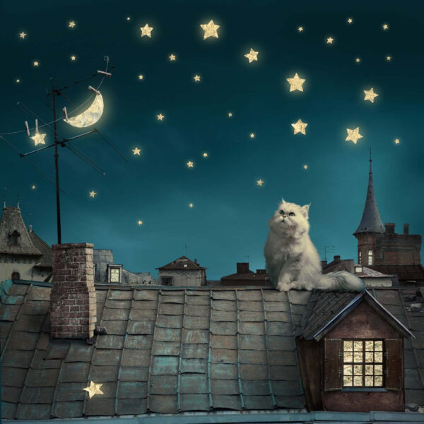 Chat assis sur un toit Chat assis sur un toit
