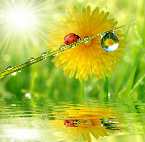 Coccinelle sur un brin d'herbe avec des gouttes d'eau Coccinelle sur un brin d'herbe avec des gouttes d'eau