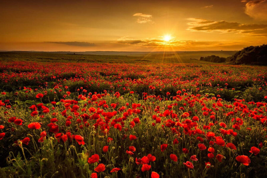 Champ de fleurs rouges