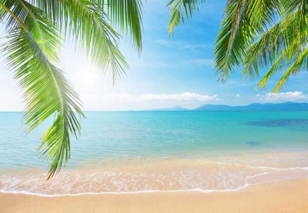 Plage avec palmiers et eau bleue Plage avec palmiers et eau bleue