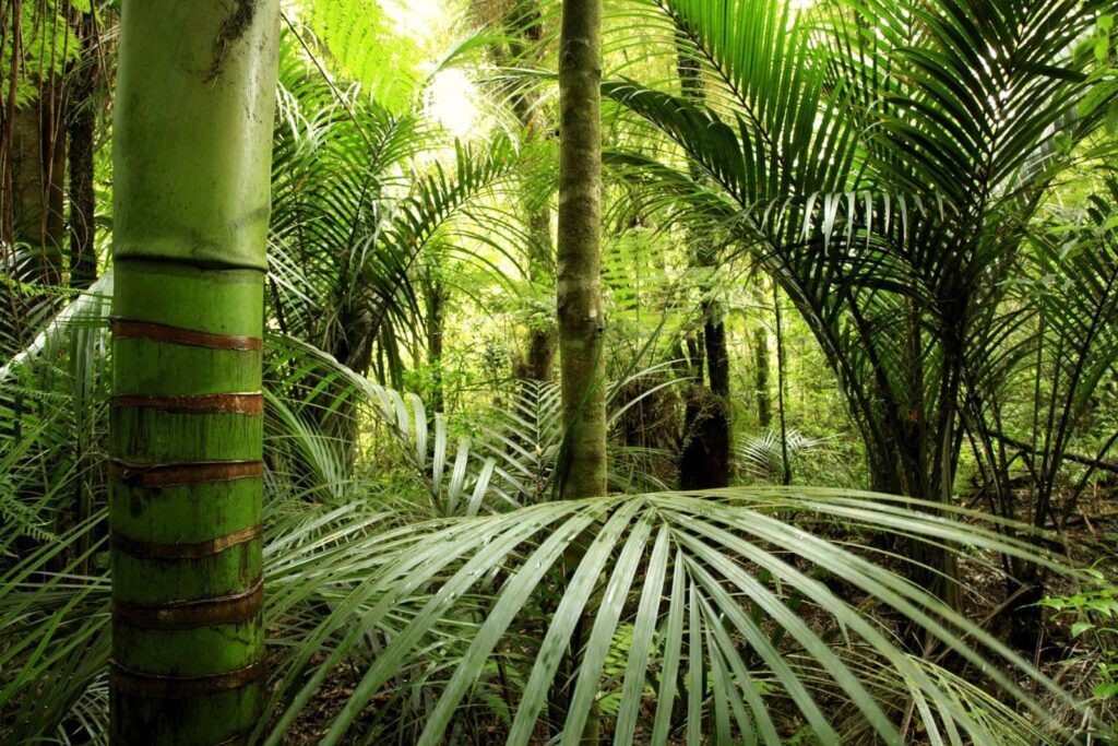 Forêt verte avec palmiers Forêt verte avec palmiers