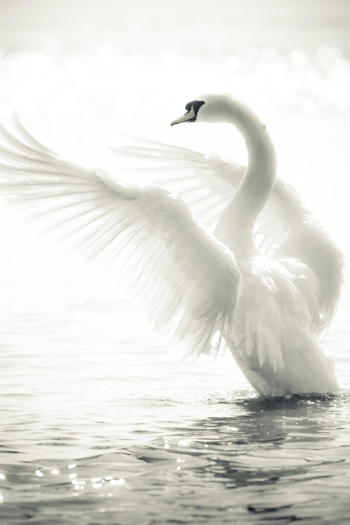 Cygne blanc aux ailes déployées dans l'eau Cygne blanc aux ailes déployées dans l'eau