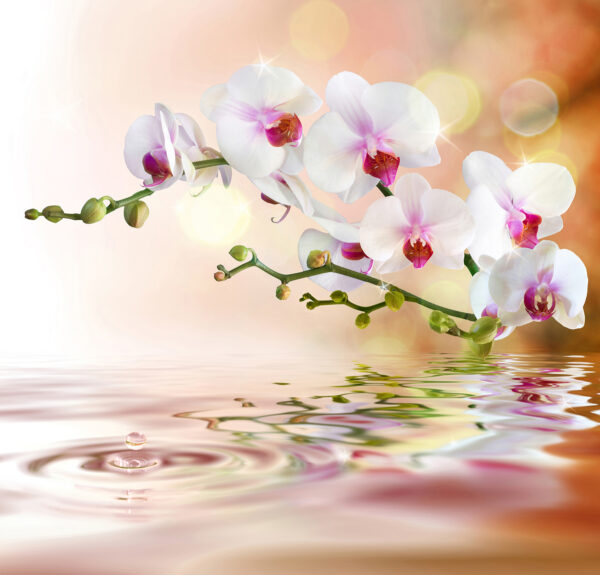 Orchidées blanches sur une branche avec des ondulations d'eau Orchidées blanches sur une branche avec des ondulations d'eau