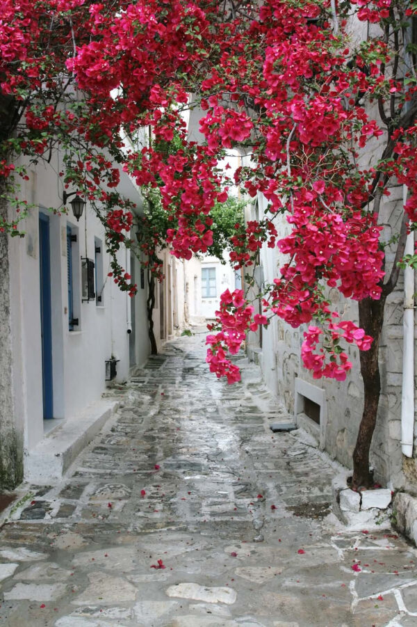 Allée en pierre avec des fleurs roses Allée en pierre avec des fleurs roses