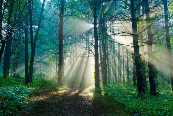 Le soleil brille à travers les arbres d'une forêt Le soleil brille à travers les arbres d'une forêt
