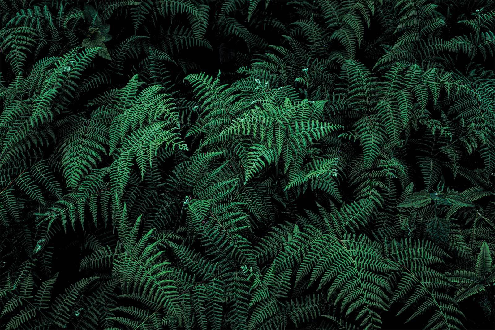 Lush ferns in deep green hues Lush ferns in deep green hues