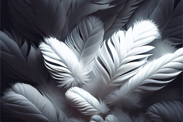 Groupe de plumes blanches Groupe de plumes blanches