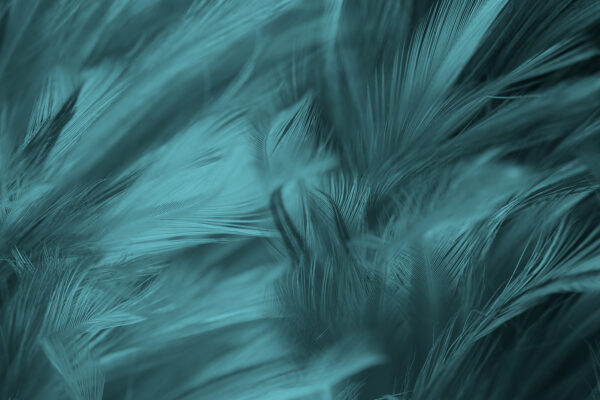 Soft teal feathers in gentle waves Soft teal feathers in gentle waves
