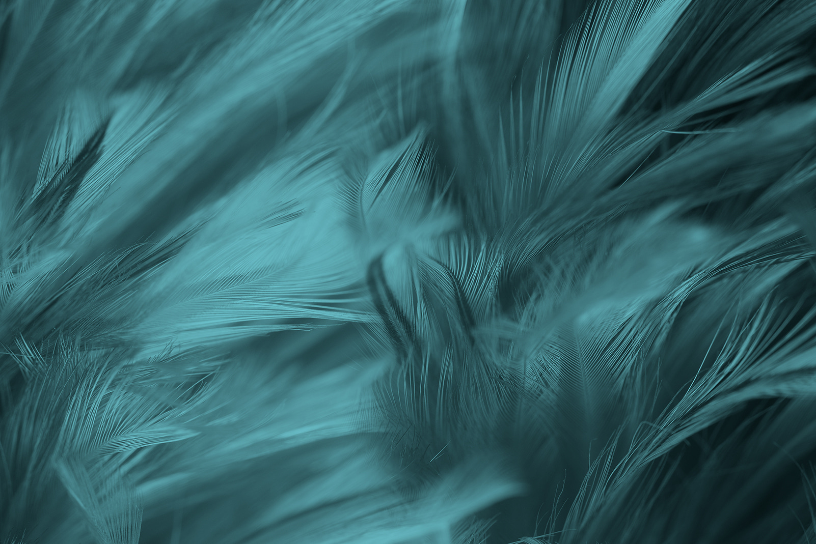 Soft teal feathers in gentle waves Soft teal feathers in gentle waves