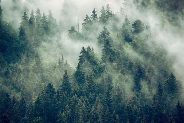 Forêt d'arbres avec brouillard Forêt d'arbres avec brouillard