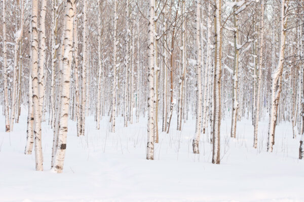Groupe d'arbres dans une forêt enneigée Groupe d'arbres dans une forêt enneigée