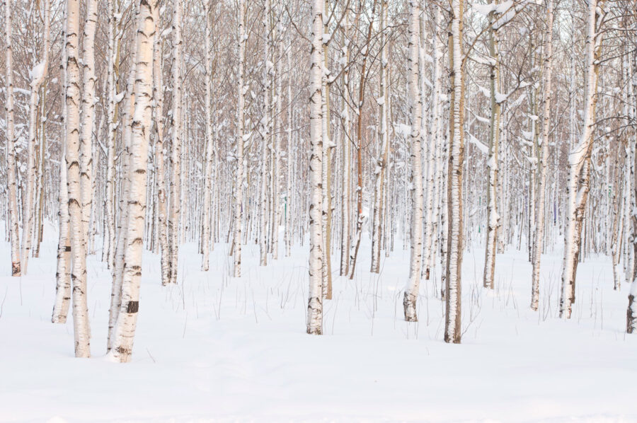 Groupe d'arbres dans une forêt enneigée