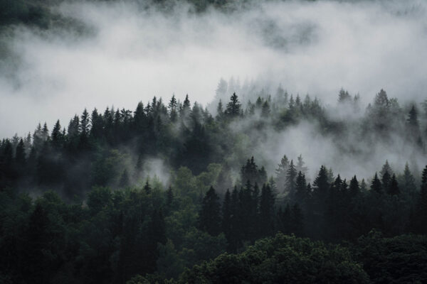 Forêt brumeuse avec des arbres Forêt brumeuse avec des arbres