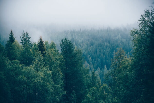 Forêt d'arbres avec brouillard Forêt d'arbres avec brouillard