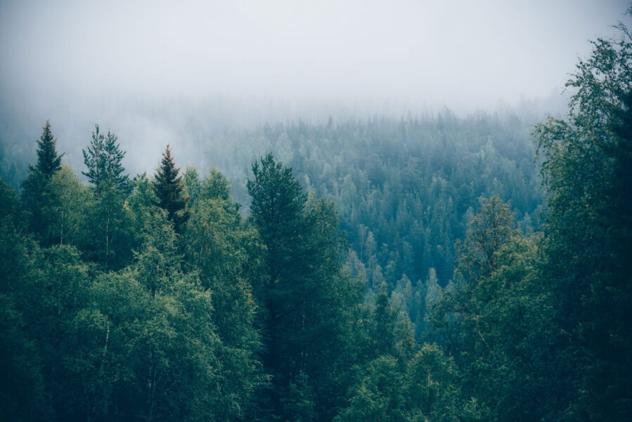 Forêt d'arbres avec brouillard