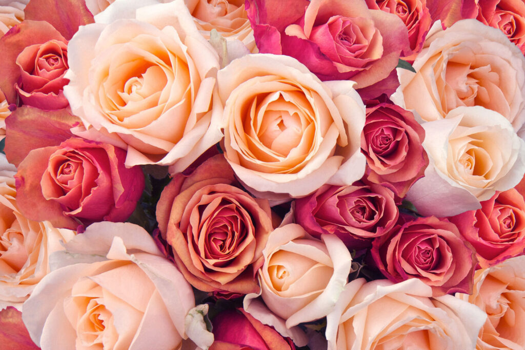 Groupe de roses roses et blanches Groupe de roses roses et blanches
