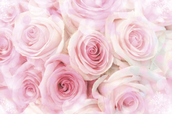 Groupe de roses roses Groupe de roses roses
