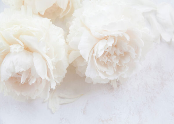 Groupe de fleurs blanches Groupe de fleurs blanches