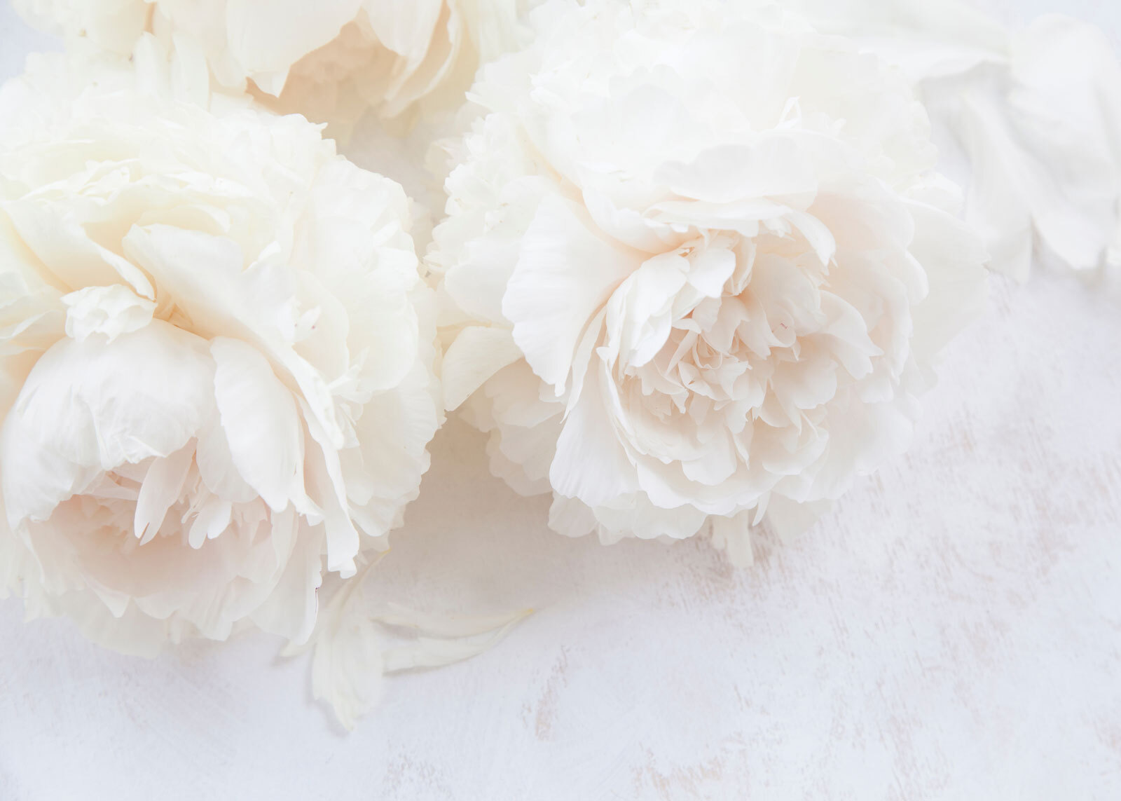 Group of white flowers Group of white flowers