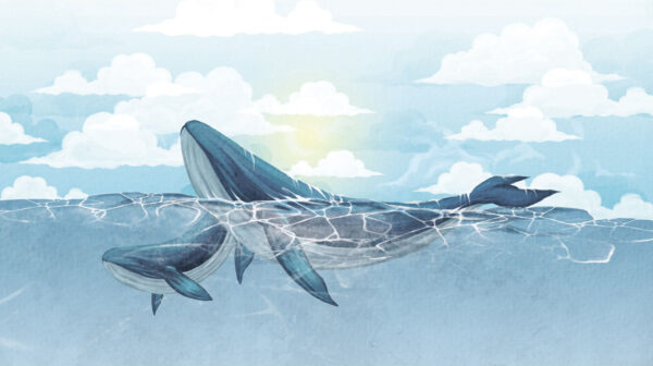 u74467p 600x336 - Baleine nageant dans l'eau - tegory