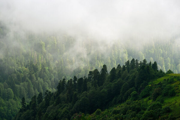 Forêt brumeuse avec des arbres Forêt brumeuse avec des arbres