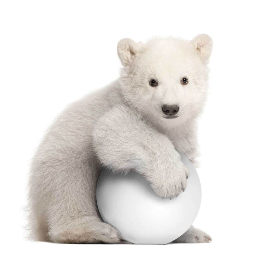 Ours polaire tenant un ballon