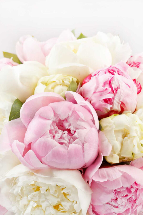 Bouquet de fleurs roses et blanches Bouquet de fleurs roses et blanches