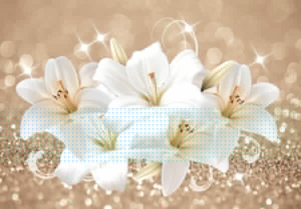 Groupe de fleurs blanches Groupe de fleurs blanches