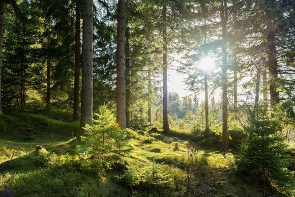 Le soleil brille à travers les arbres Le soleil brille à travers les arbres