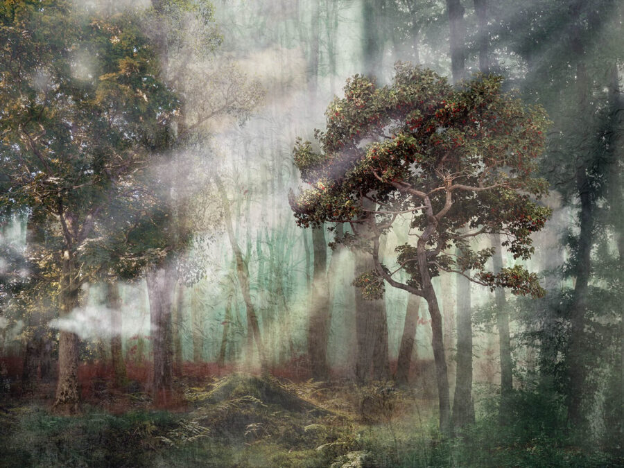 Forêt brumeuse avec arbres et brouillard Forêt brumeuse avec arbres et brouillard